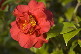 Camellia japonica Burnside